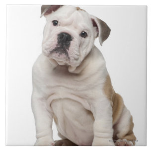 English bulldog puppy (2 months old) tile
