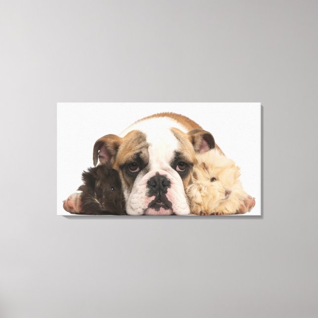 English bulldog puppy (4 months old) and two guine canvas print (Front)