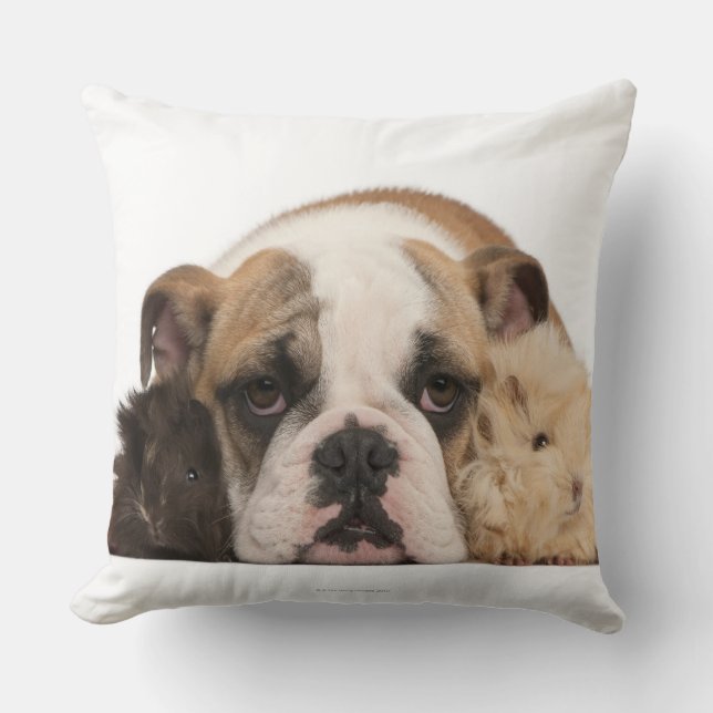 English bulldog puppy (4 months old) and two guine cushion (Front)