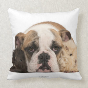 English bulldog puppy (4 months old) and two guine cushion