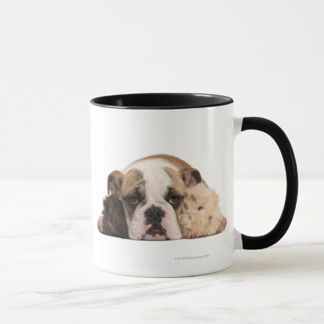 English bulldog puppy (4 months old) and two guine mug (Right)