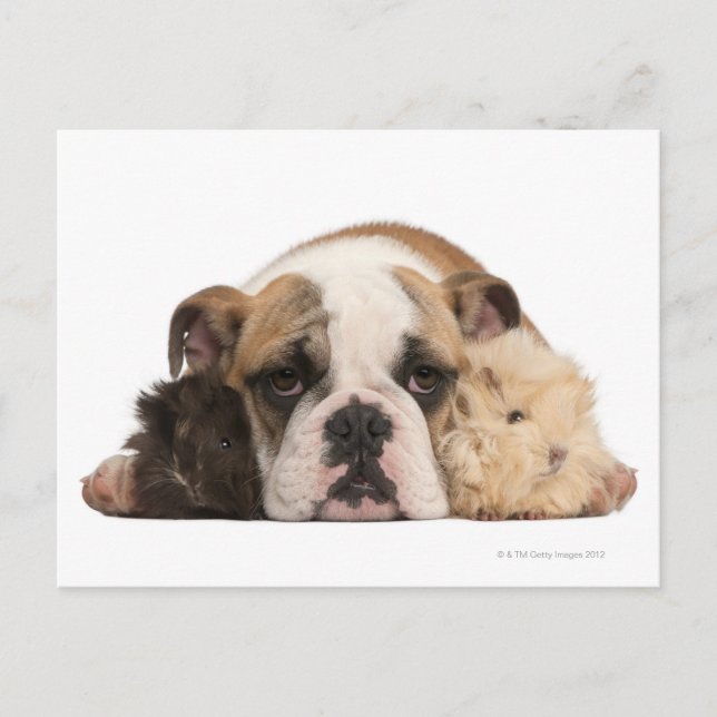 English bulldog puppy (4 months old) and two postcard (Front)