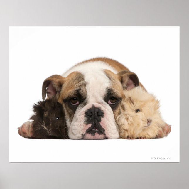 English bulldog puppy (4 months old) and two poster (Front)