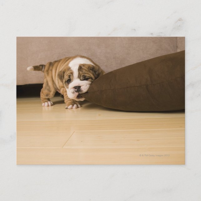 English Bulldog puppy biting pillow Postcard (Front)