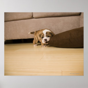 English Bulldog puppy biting pillow Poster