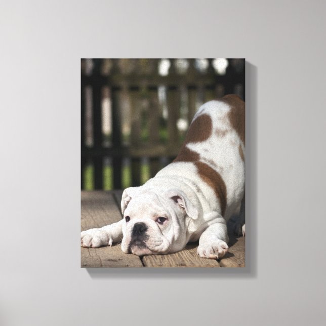 English Bulldog Puppy Canvas Print (Front)