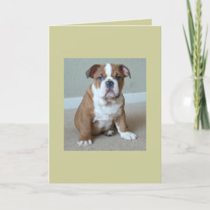 English Bulldog Puppy Card