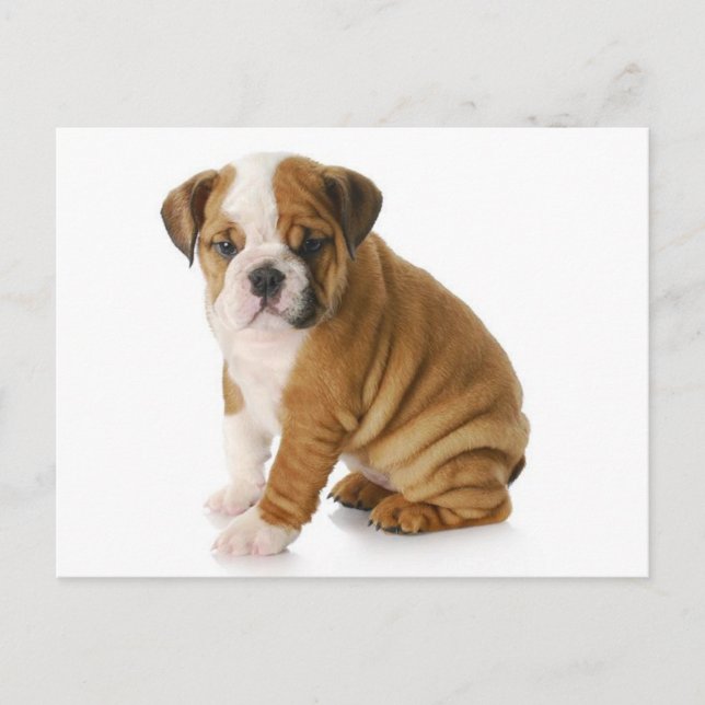 English Bulldog Puppy Dog Blank Greeting  Postcard (Front)