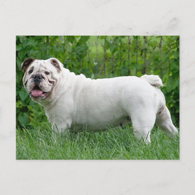 English Bulldog Puppy Dog Blank Postcard (Front)