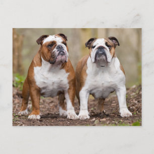 English Bulldog Puppy Dog Blank Postcard