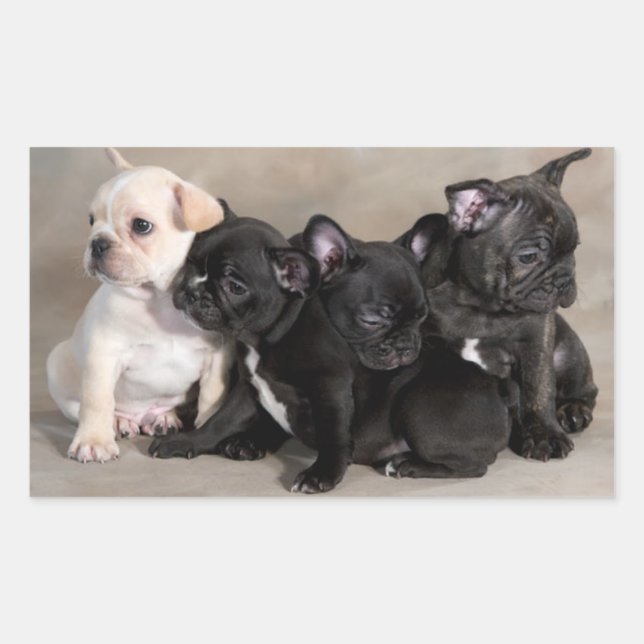 English Bulldog Puppy Dog Greeting Stickers (Front)