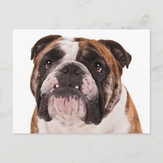 English Bulldog Puppy Dog - Hello, Miss You, Blank Postcard (Front)
