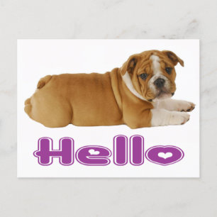 English Bulldog Puppy Dog - Hello Purple Heart Postcard