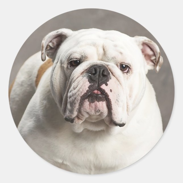 English Bulldog Puppy Dog Love Sticker / Seal (Front)