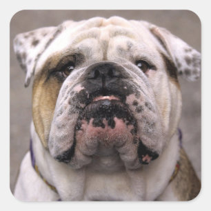 English Bulldog Puppy Dog Love Sticker / Seal