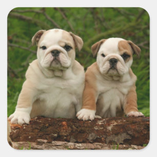 English Bulldog Puppy Dog Love Sticker / Seal