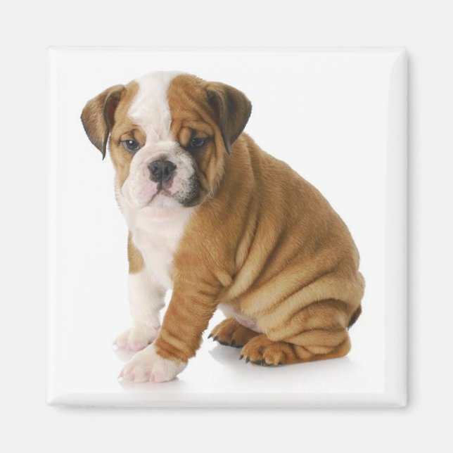 English Bulldog Puppy Dog Magnet (Front)