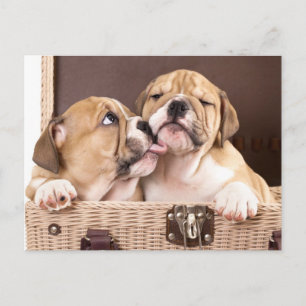 English Bulldog Puppy Dog Postcard