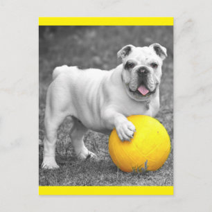 English Bulldog Puppy Dog Postcard
