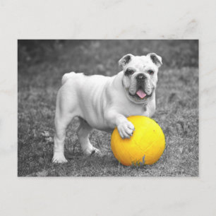English Bulldog Puppy Dog Postcard