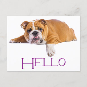 English Bulldog Puppy Dog - Purple Hello Postcard