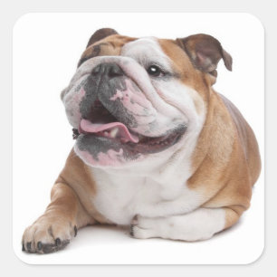 English Bulldog Puppy Dog Sticker