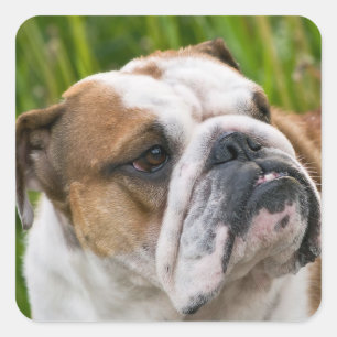 English Bulldog Puppy Dog Sticker / Seal
