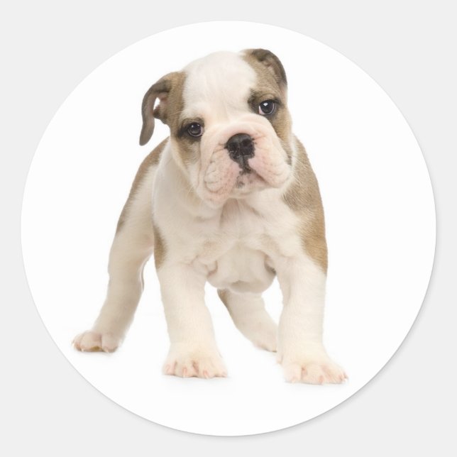 English Bulldog Puppy Dog Sticker / Seal (Front)