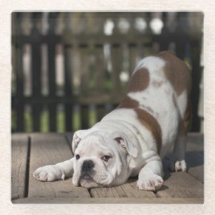 English Bulldog Puppy Glass Coaster