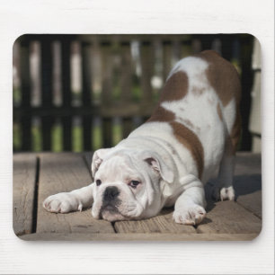 English Bulldog Puppy Mouse Mat