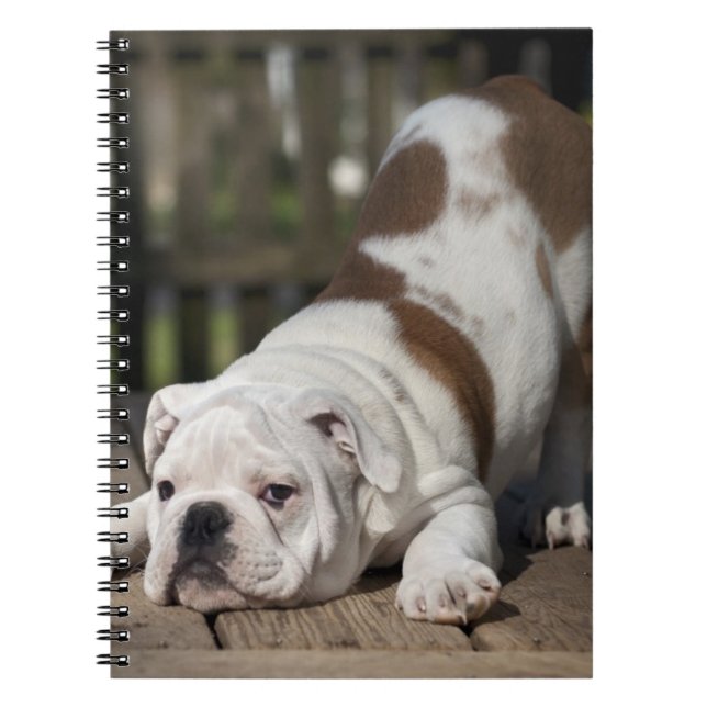 English Bulldog Puppy Notebook (Front)