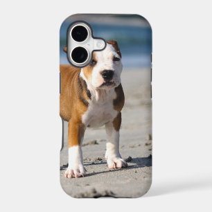 english bulldog puppy on the beach