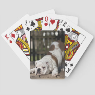 English Bulldog Puppy Playing Cards