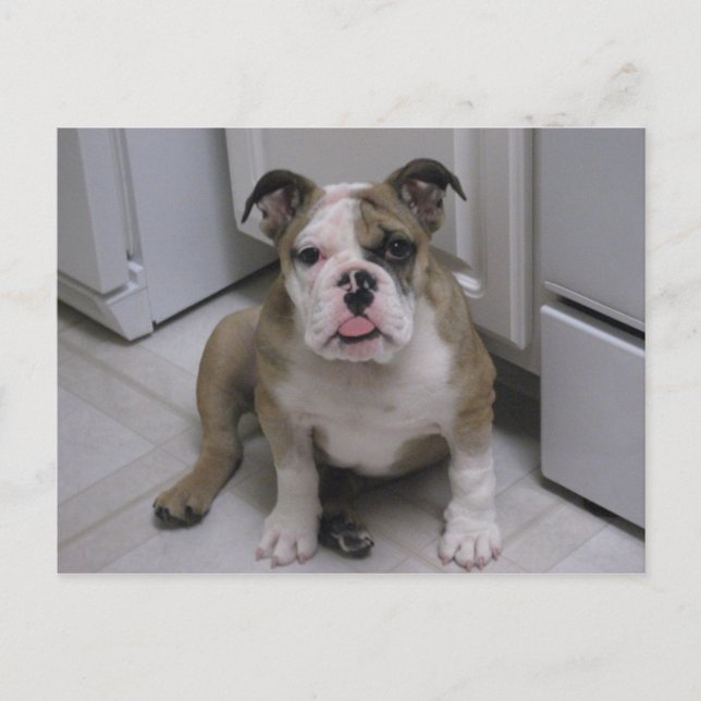 English bulldog puppy postcard (Front)