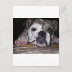 English Bulldog Puppy Postcard