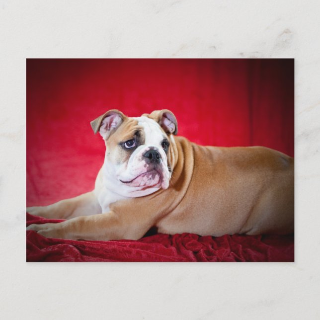 English Bulldog Puppy Postcard (Front)