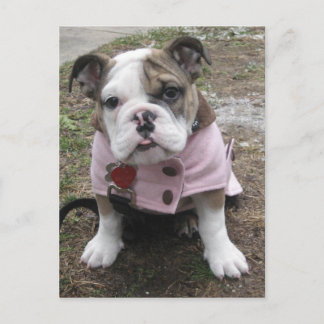 English Bulldog Puppy Postcard