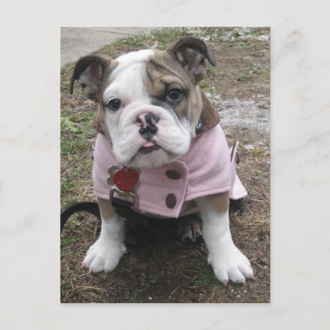 English Bulldog Puppy Postcard (Front)