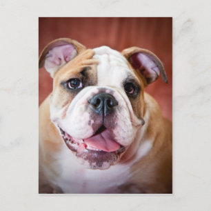 English bulldog puppy postcard