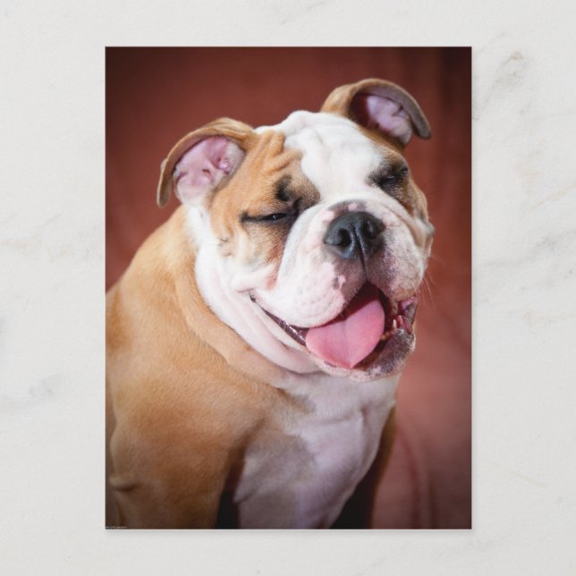 English Bulldog Puppy Postcard (Front)