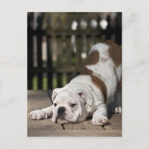 English Bulldog Puppy Postcard