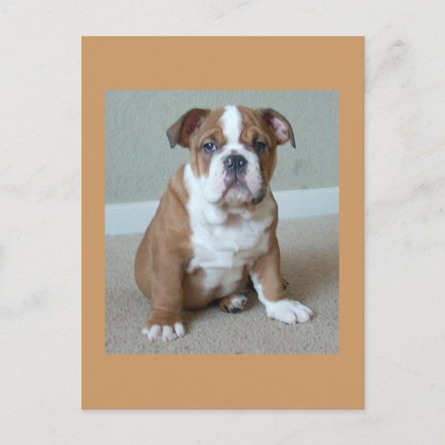 English Bulldog Puppy Postcard Post Card (Front)