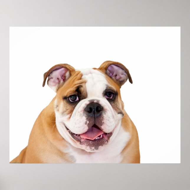 English Bulldog Puppy Poster (Front)
