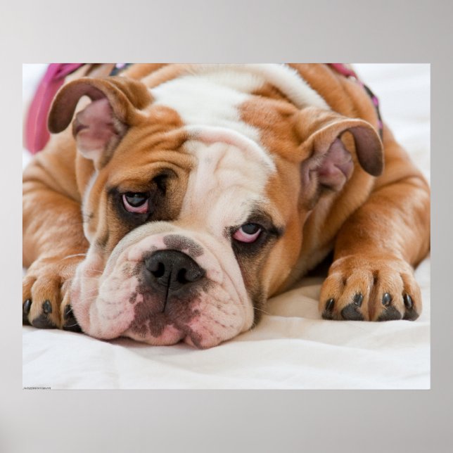 English Bulldog Puppy Poster (Front)