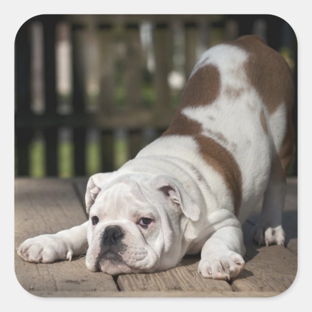 English Bulldog Puppy Square Sticker (Front)