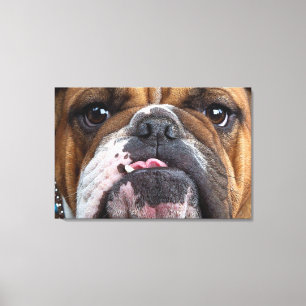 English Bulldog  Throw Pillow Canvas Print