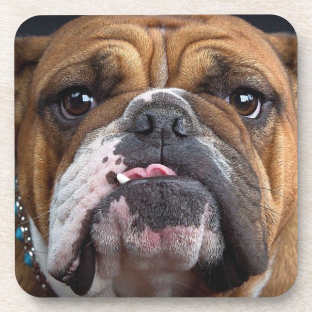 English Bulldog  Throw Pillow Coaster (Front)