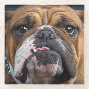 English Bulldog  Throw Pillow Glass Coaster