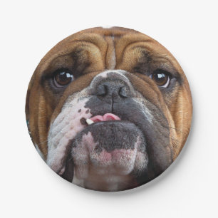 English Bulldog  Throw Pillow Paper Plate