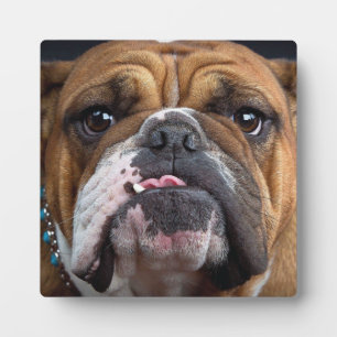 English Bulldog  Throw Pillow Plaque